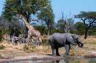 African elephant-plains zebras-and a southern giraffe-at a waterhole Okavango Delta-Botswana Art Print